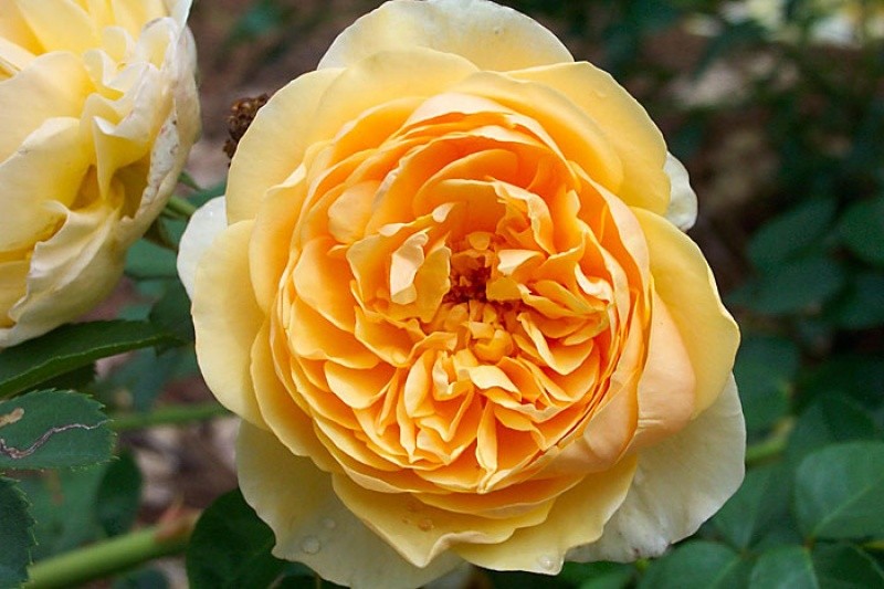 Natural Rose